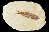 Fossil Fish (Knightia) With Floating Frame Case #106719-1